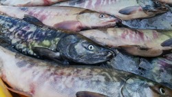 Продажа недорогой кеты пройдет в селах Углегорского района