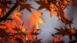 Народные приметы на 18 сентября: что нельзя делать в Кумохин день