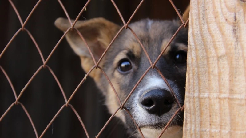 Стали известны даты отлова безнадзорных животных в Углегорском районе