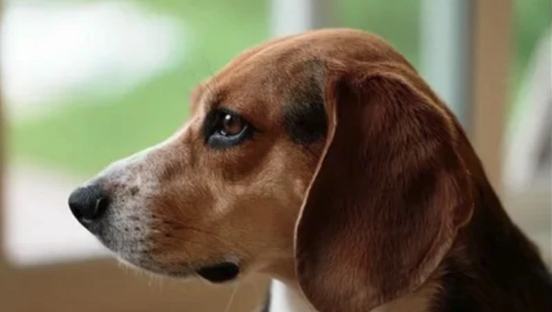 Законопроект, призванный сократить количество бродячих собак на Сахалине, примут до конца года