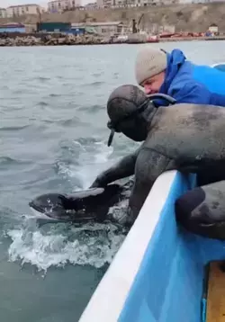 На Сахалине спасли морскую свинью, запутавшуюся в жаберной сети