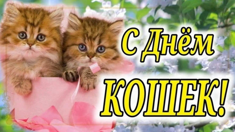 День кошек 2024: открытки и картинки 