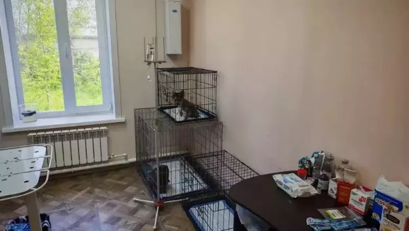 В Углегорске открыли круглосуточный ветеринарный стационар для домашних животных