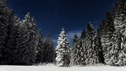 Продажа живых елей пройдет в Углегорском районе