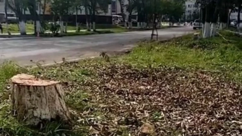 Ради парковочных мест в Углегорске срубили два тополя