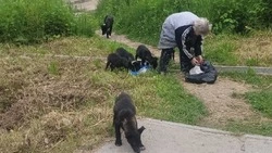 Пенсионерка прикормила агрессивных собак, которые напали на девочку в Углегорске