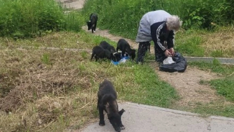 Пенсионерка прикормила агрессивных собак, которые напали на девочку в Углегорске