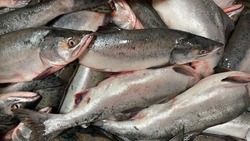 Свежая горбуша по сниженной цене доступна жителям Углегорска и Шахтерска