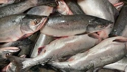 Свежая горбуша по сниженной цене доступна жителям Углегорска и Шахтерска