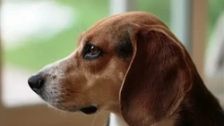 Законопроект, призванный сократить количество бродячих собак на Сахалине, примут до конца года