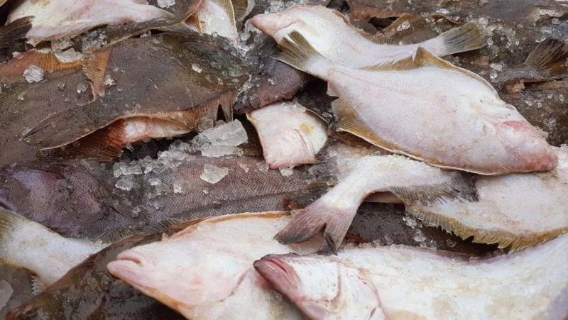 Продажа свежей камбалы стартовала в Углегорском районе