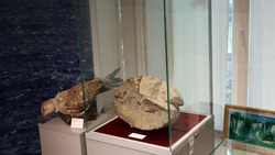В Углегорском музее представлен экспонат, который жил порядка 300 миллионов лет назад