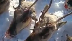 Убийцам краснокнижных оленей на Сахалине вынесли приговор