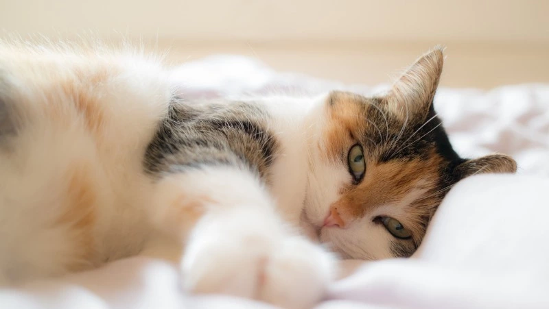 Сон в ночь на 10 сентября: трактовка по лунному календарю