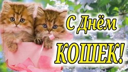 День кошек 2024: открытки и картинки 