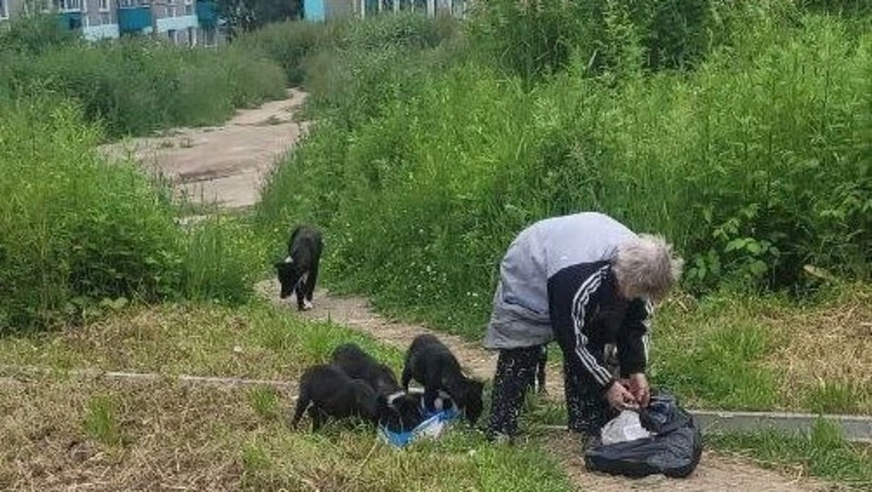 Бродячая собака покусала четырехлетнего ребенка в Углегорске