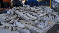 Более 1143 тонн рыбы выловили на северо-западном побережье Сахалина в 2024 году