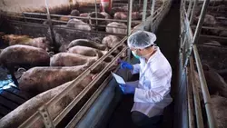 Сахалинская область увеличила самообеспеченность свининой до 60%, молоком — до 80%