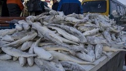 Более 1143 тонн рыбы выловили на северо-западном побережье Сахалина в 2024 году