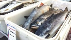 Купить свежевыловленную рыбу смогут жители Углегорска и Шахтерска 