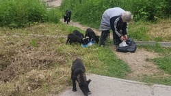 Пенсионерка прикормила агрессивных собак, которые напали на девочку в Углегорске