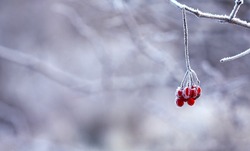 Народные приметы на 19 декабря — что нельзя делать в этот день