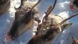 Убийцам краснокнижных оленей на Сахалине вынесли приговор