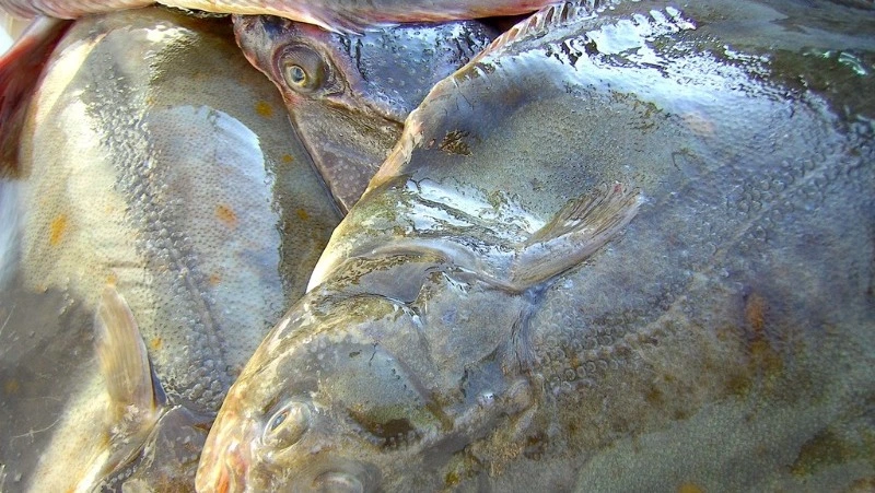 Продажа свежевыловленной рыбы пройдет в Углегорске и Шахтерске 14 октября