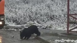 Водители на Сахалине подкармливают медвежат, которые остались без мамы