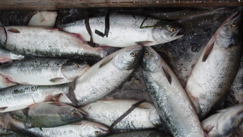 Доступная рыба