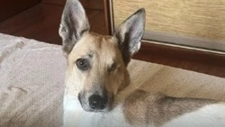 Потеряла глаз, обрела дом: как замученная живодерами собака оказалась в семье на Сахалине