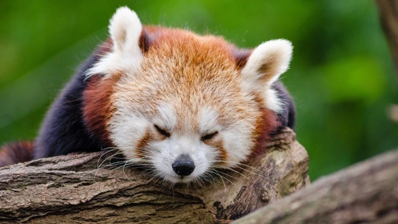 Сон в ночь на 12 сентября: трактовка по лунному календарю