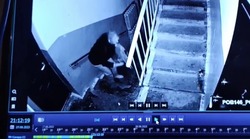 Женщина выбросила котенка в одном из подъездов дома в Углегорске