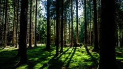 Народные приметы на 19 сентября: что нельзя делать в Михайлов день