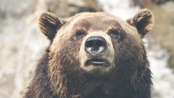 Жители Ольшанки обнаружили медведя, который гулял по улицам села