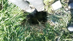 Щенок упал в глубокую яму в Углегорске и не может выбраться уже несколько дней