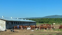 В Углегорский район прибыло 90 племенных животных герефордской породы